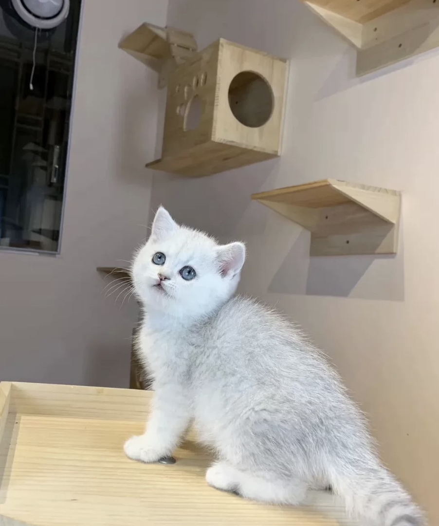 银渐层小猫,蓝眼白毛,颜值爆表,萌宠首选