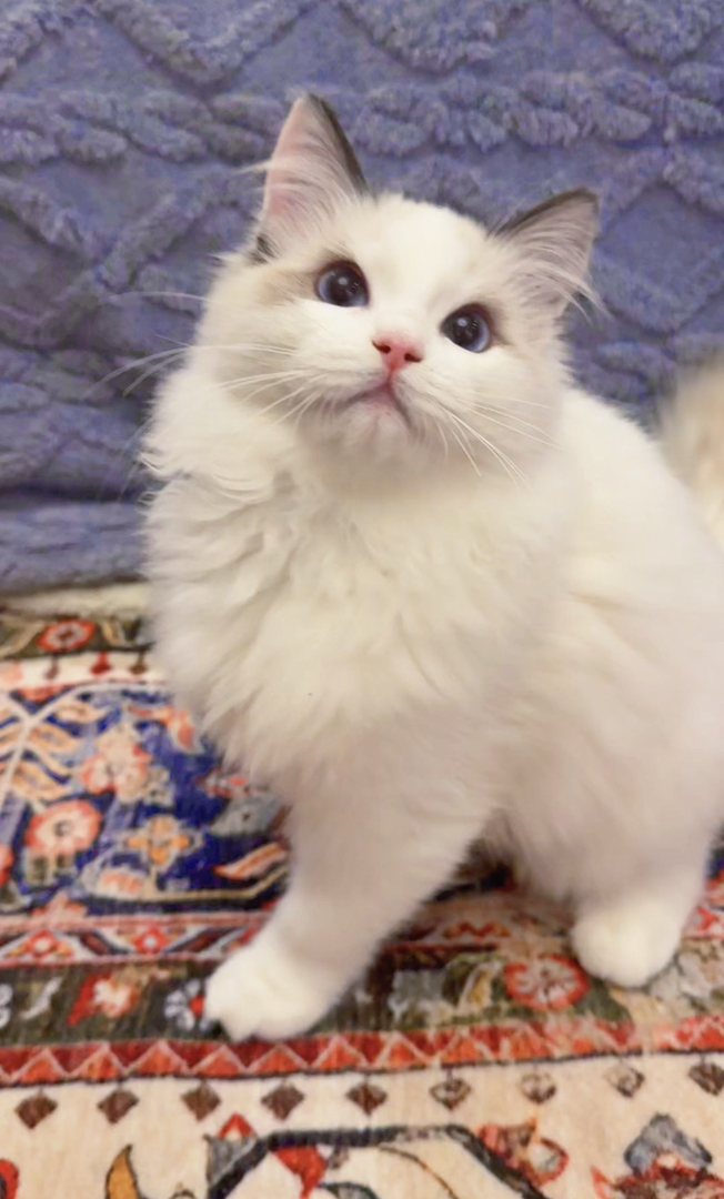 纯种赛级后代蓝双布偶猫弟弟，性格好，脾气好，省
心好养活