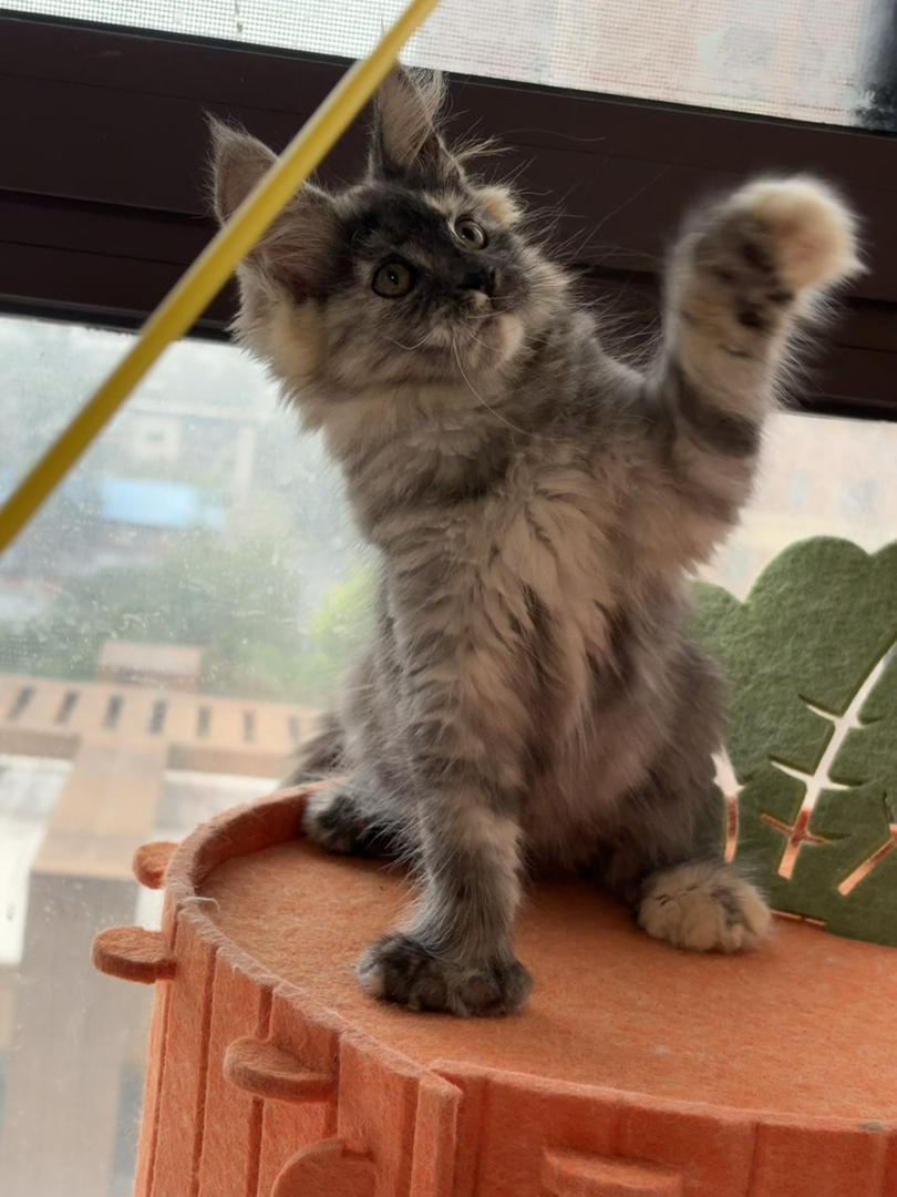 玳瑁大脚缅因妹妹