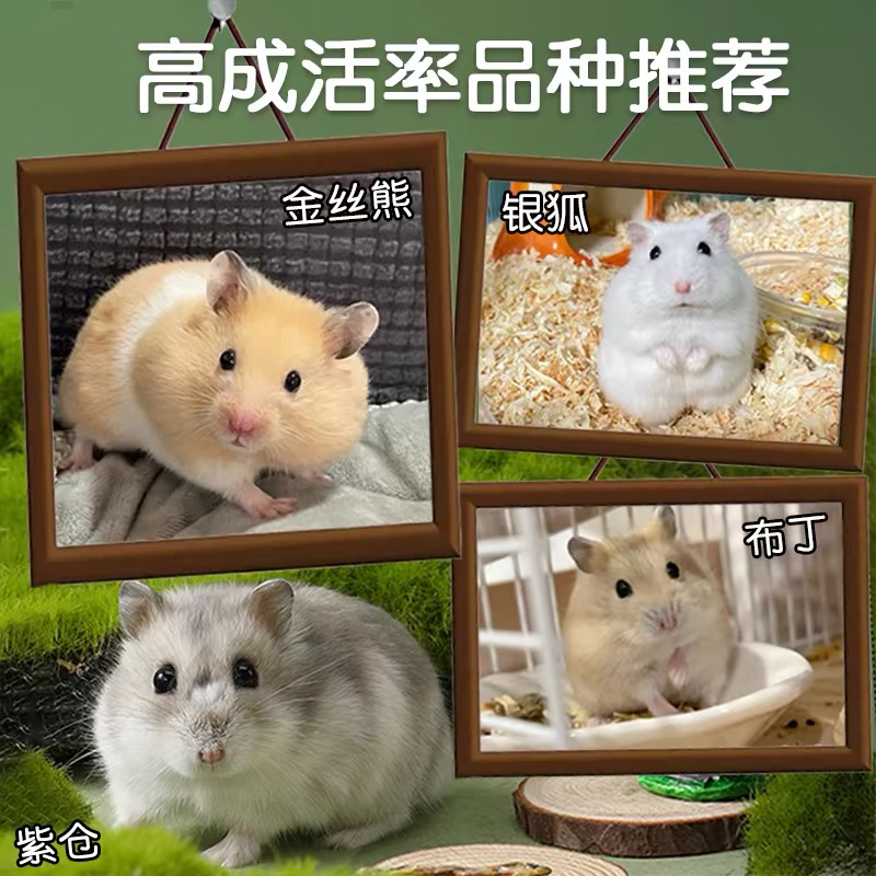 仓鼠❤金丝熊❤