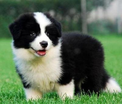 边境牧羊犬幼犬,黑白双色,聪明活泼,高智商易训练,家庭伴侣佳选