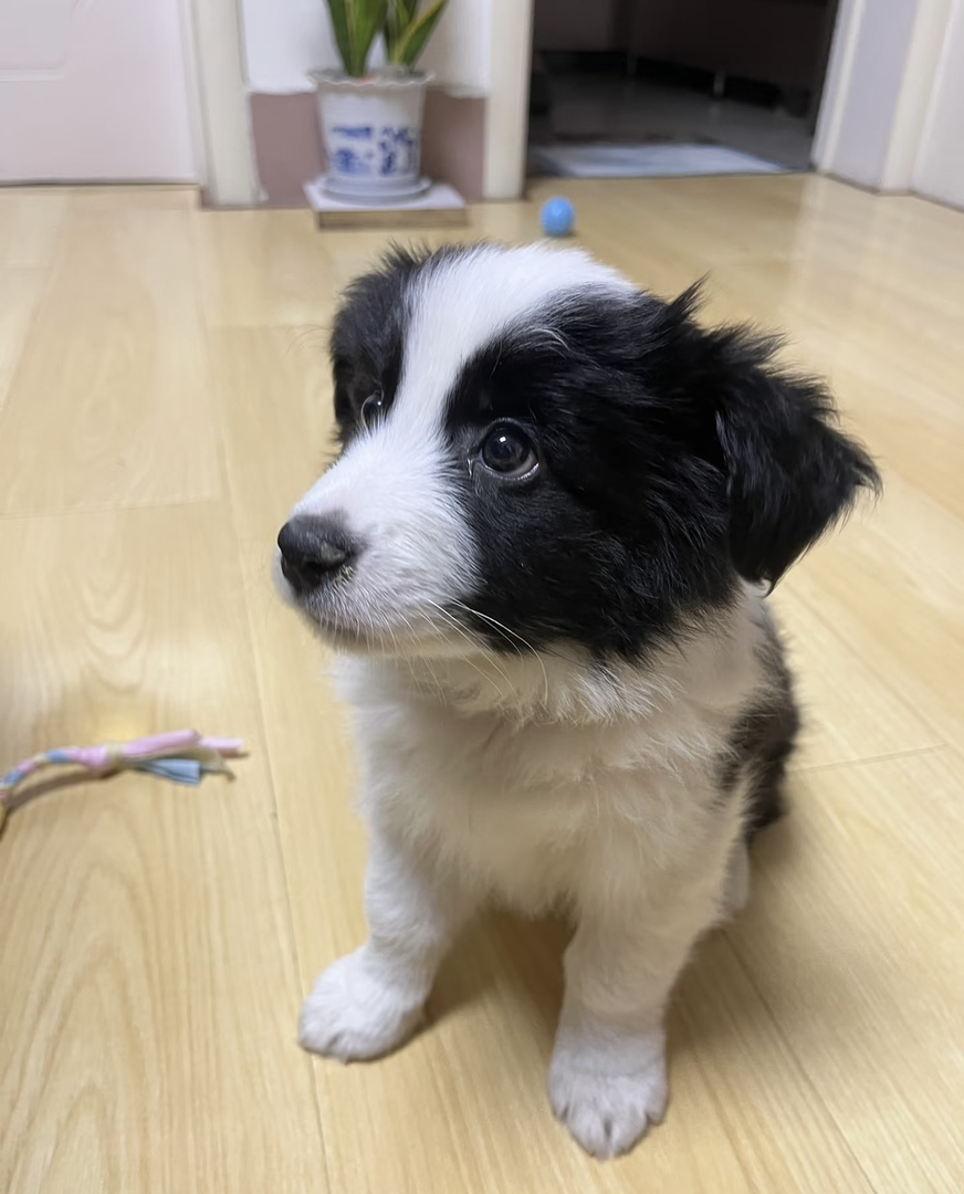 黑白相间边境牧羊犬，聪明伶俐，最佳宠物伴侣