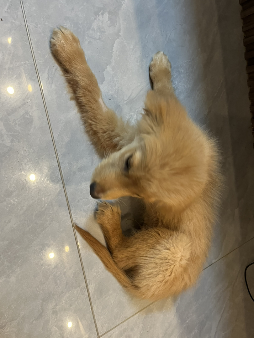 金毛 看家 看小孩 看院