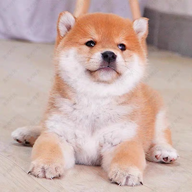 高端柴犬❤️金牌🥇商家推荐