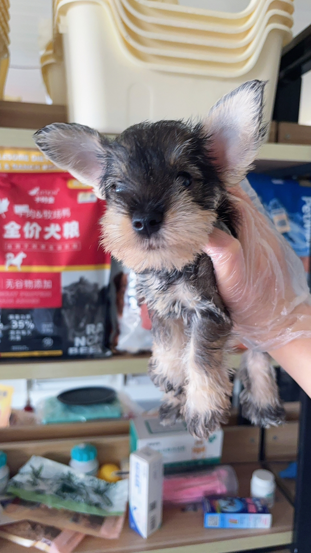 雪纳瑞