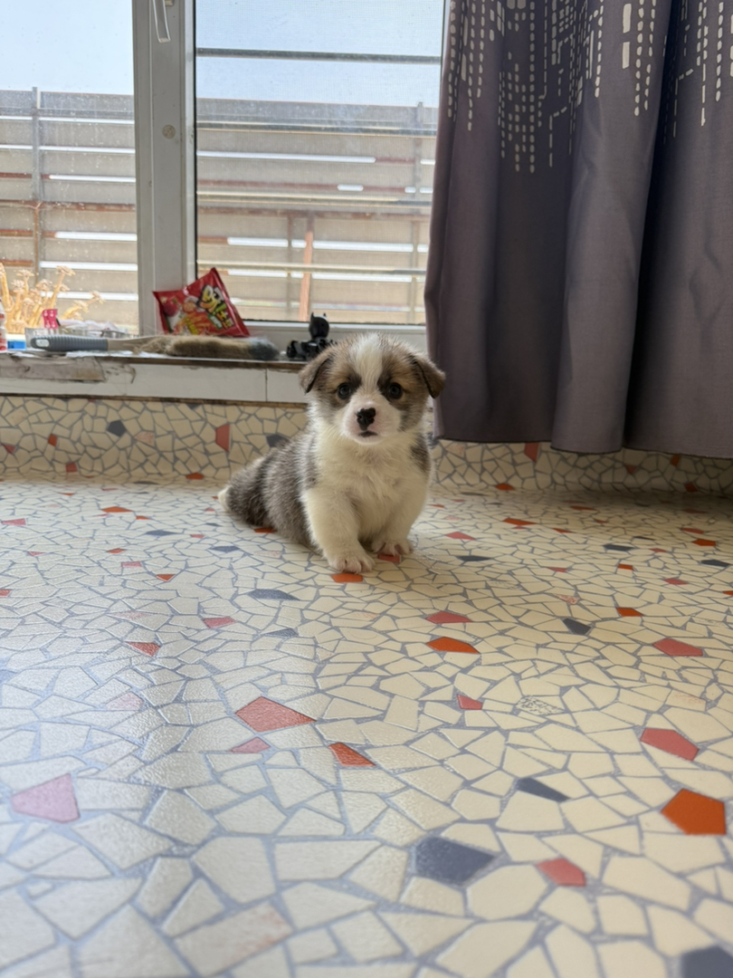 大脊背双体可爱柯基幼犬，短腿萌态十足，治愈系宠物首选