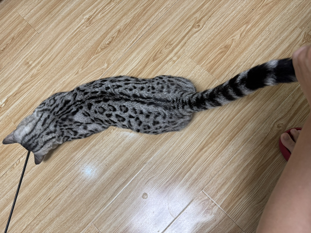 孟加拉豹猫银豹公-小玫瑰纹出售