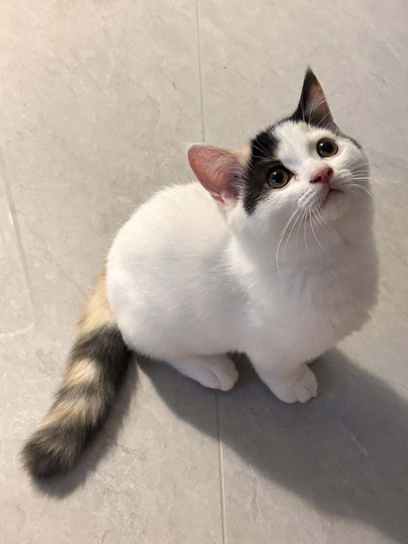 英短三花小猫三月龄～疫苗齐全标价全款