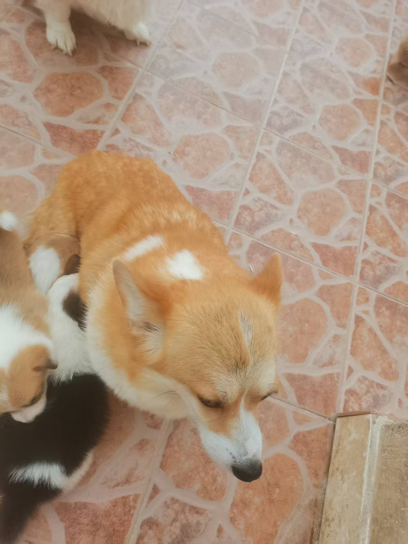 可爱柯基犬，都是成年母狗，能生会带，忠诚陪伴好伙伴