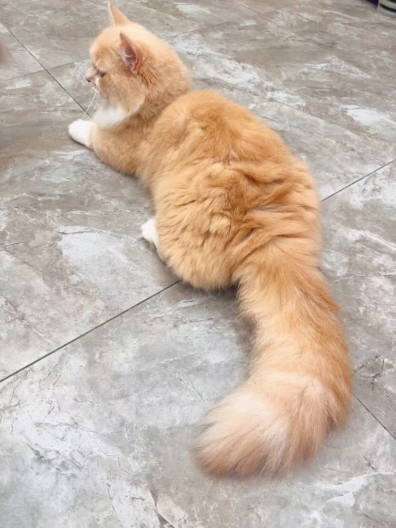 乳白拿破仑