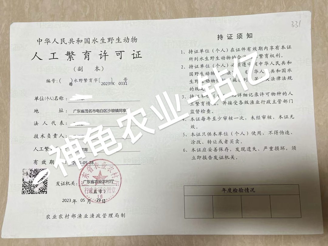 宠物龟：钻纹龟 奶花 金壳白皮