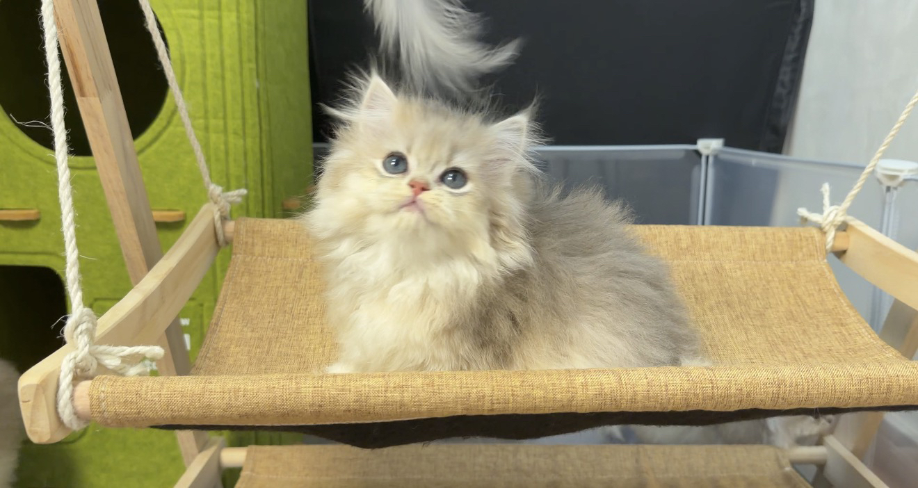 长毛11色蓝金 两只妹妹 两只弟弟