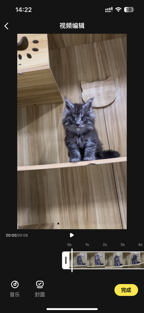 缅因猫幼崽，霸气侧漏，温柔粘人，猫中巨人