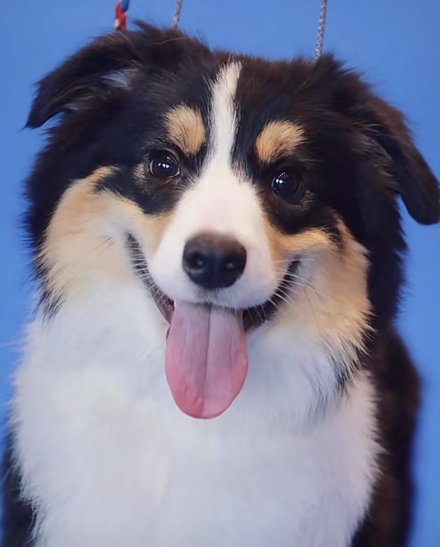 边境牧羊犬 金色边牧 陨石色边牧 咖啡色边牧 咖啡三色边牧 黑三色边牧