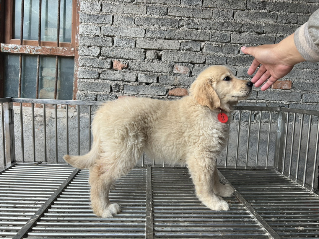 金毛幼犬，可爱活泼，性格温顺，适合家庭养殖