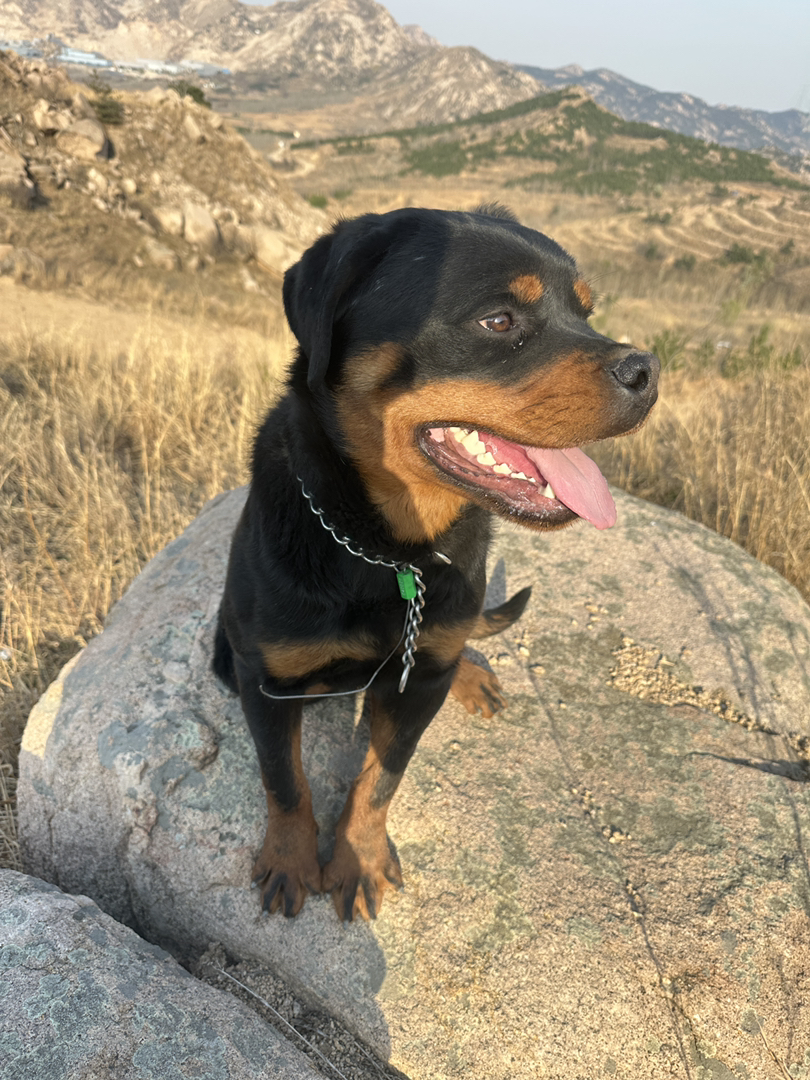 罗威纳幼犬 聪明稳重 集防暴护卫与家庭伴侣于一身