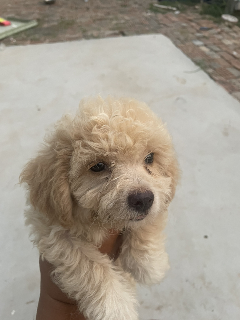 可爱泰迪幼犬，卷毛蓬松，乖巧伶俐，暖心陪伴好伙伴