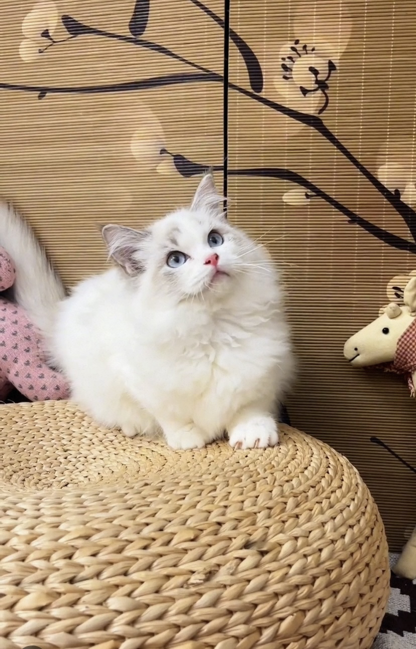 布偶猫