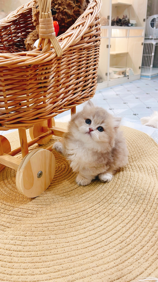 蓝金拿破仑