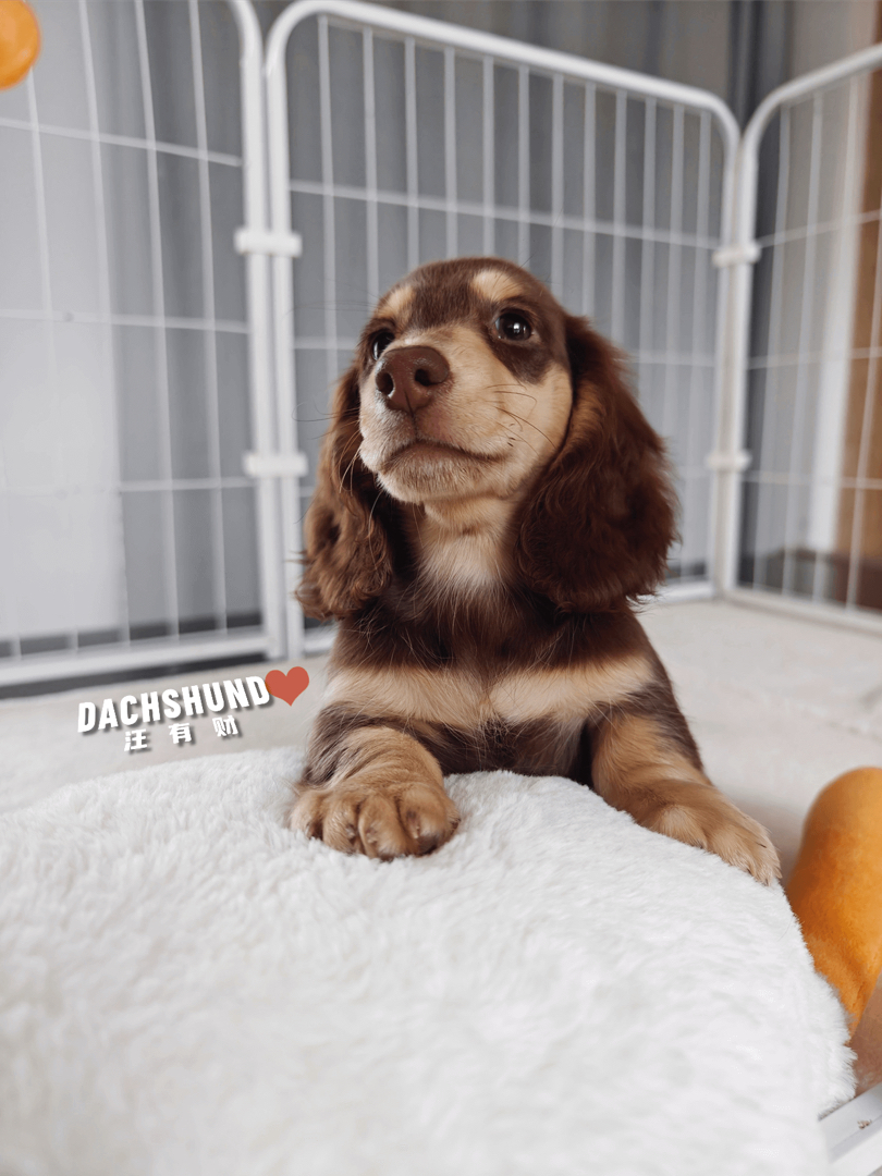 三个月巧奶弟弟。血统纯正，种公级别，骨量惊人堆堆袜