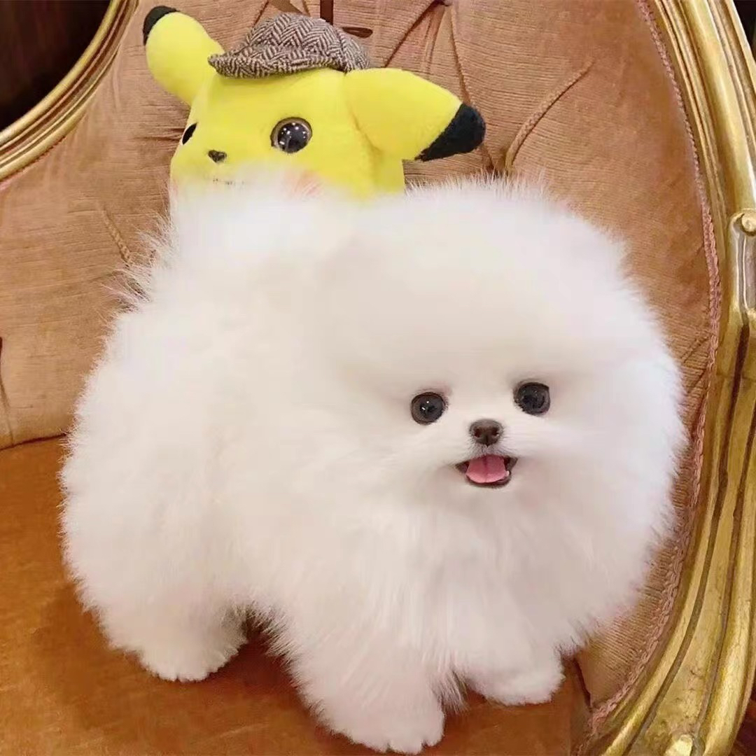 茶杯博美犬