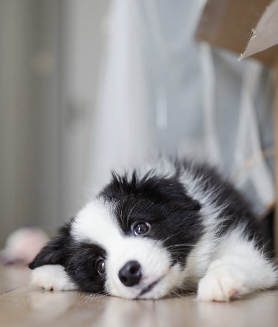 黑白边牧幼犬，颜值爆表超可爱，聪明活泼好伴侣