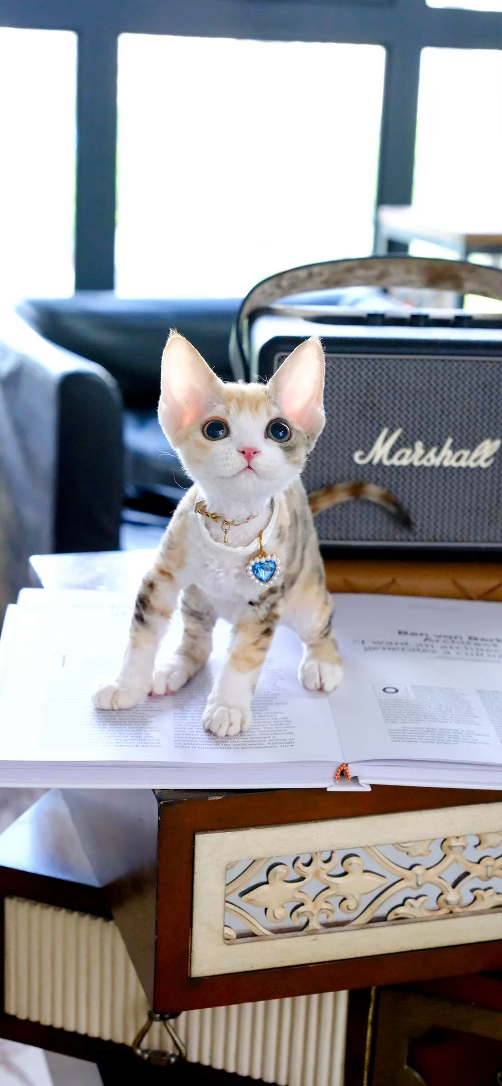 德文卷毛猫,可爱软萌,独特卷毛,尽显优雅气质