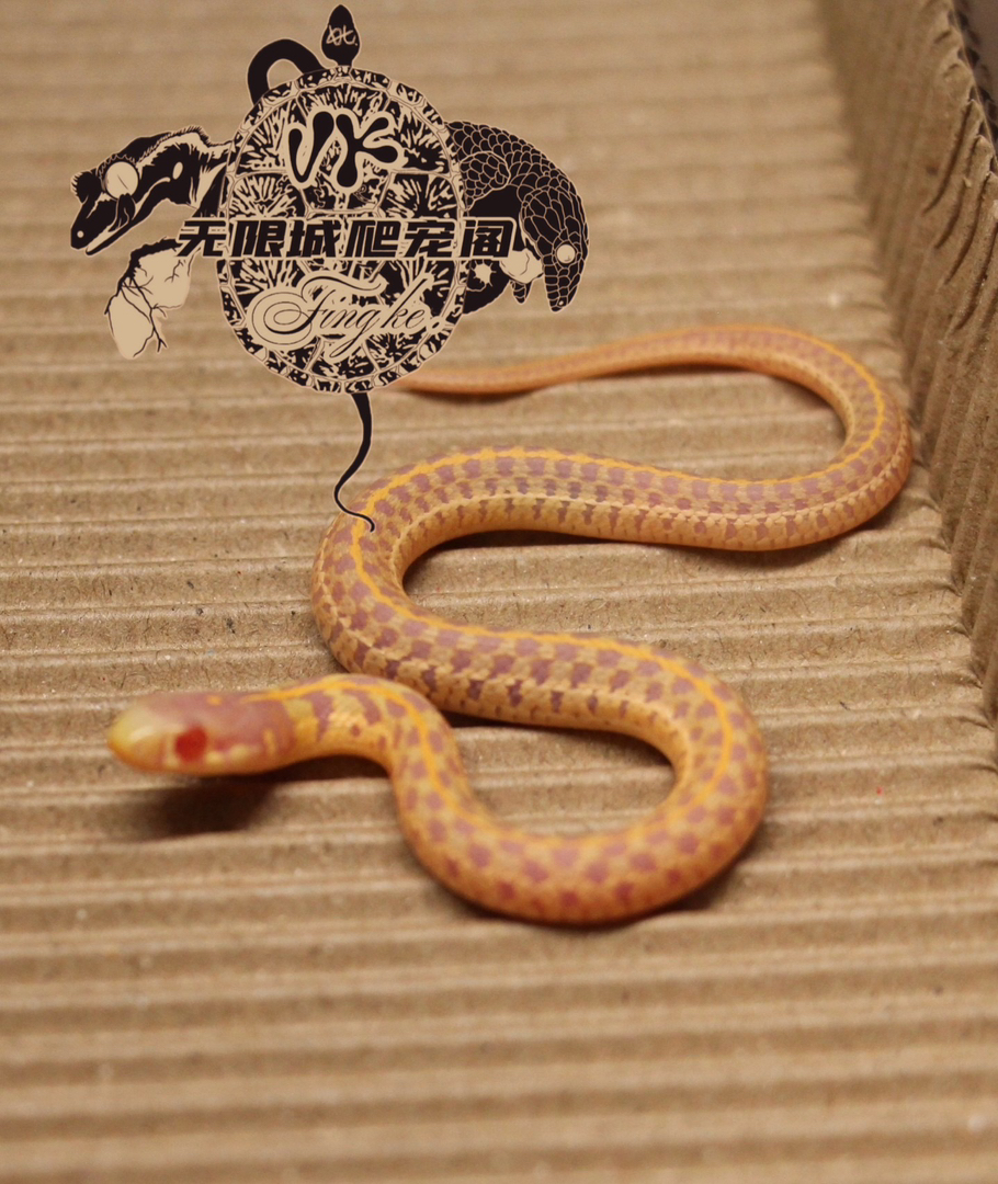 白化束带宝宝1只可以吃鸡心鱼肉不需要加温）