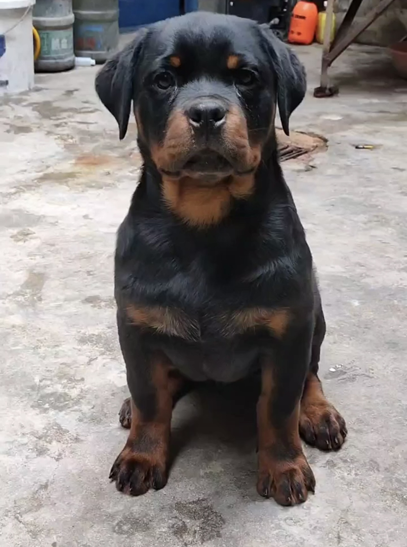 罗威纳幼犬，霸气外观，忠诚守护，家庭安全小卫士