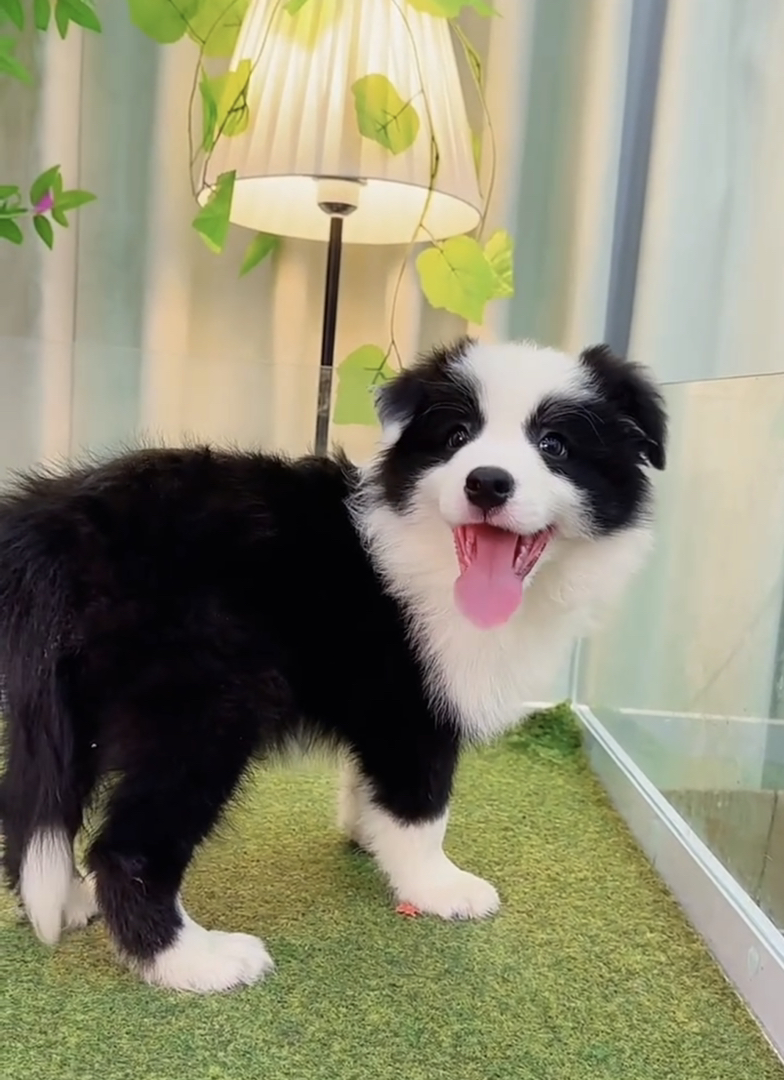 福利款❤️双血统边境牧羊犬❤️七白三通顶配