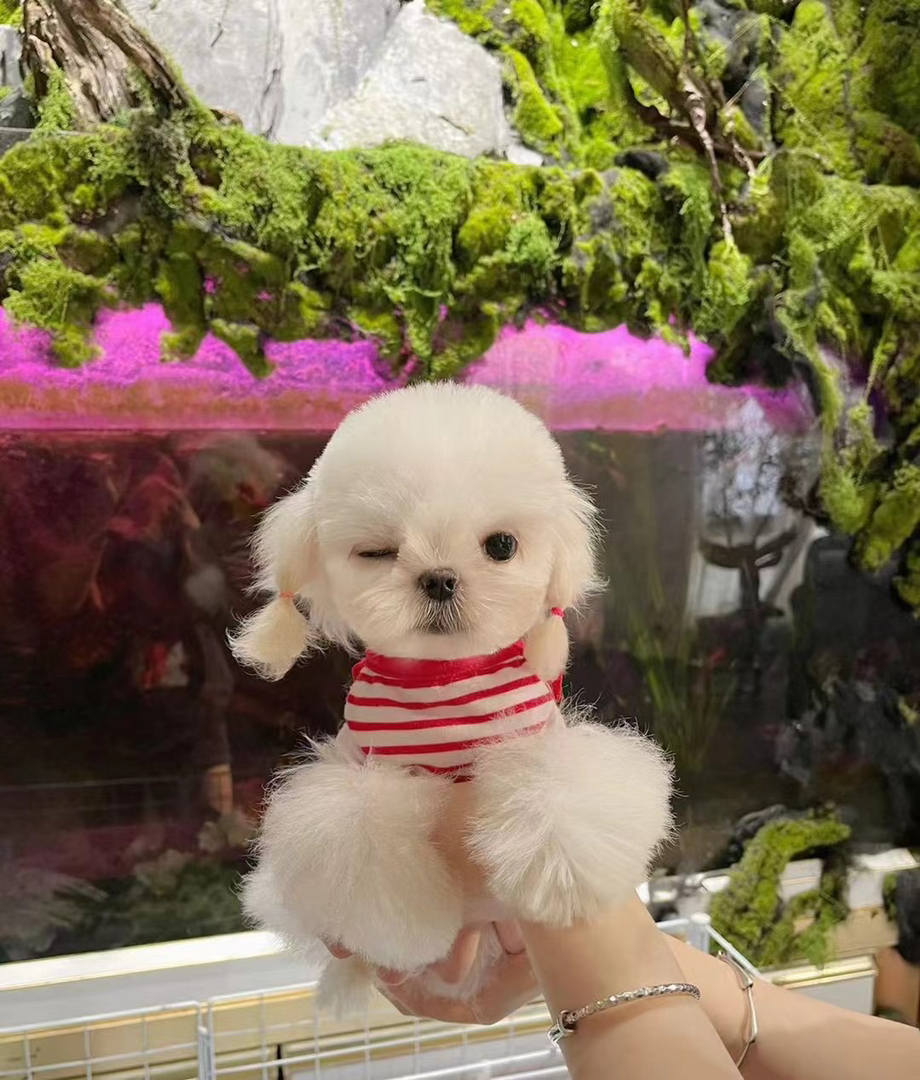 自家繁育多窝可选疫苗齐，随时去新家