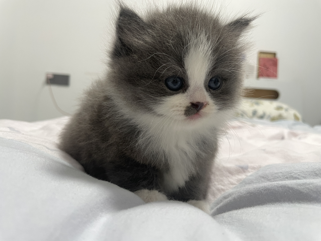 蓝白长毛 性格很好 胆子大 是大家口中的小狗猫