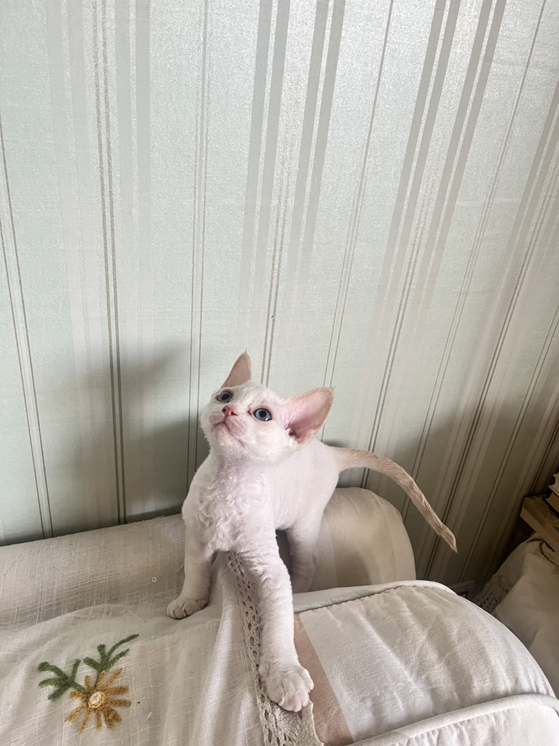 德文卷毛猫，白色精灵，大蓝眼萌猫，独特卷毛超吸睛