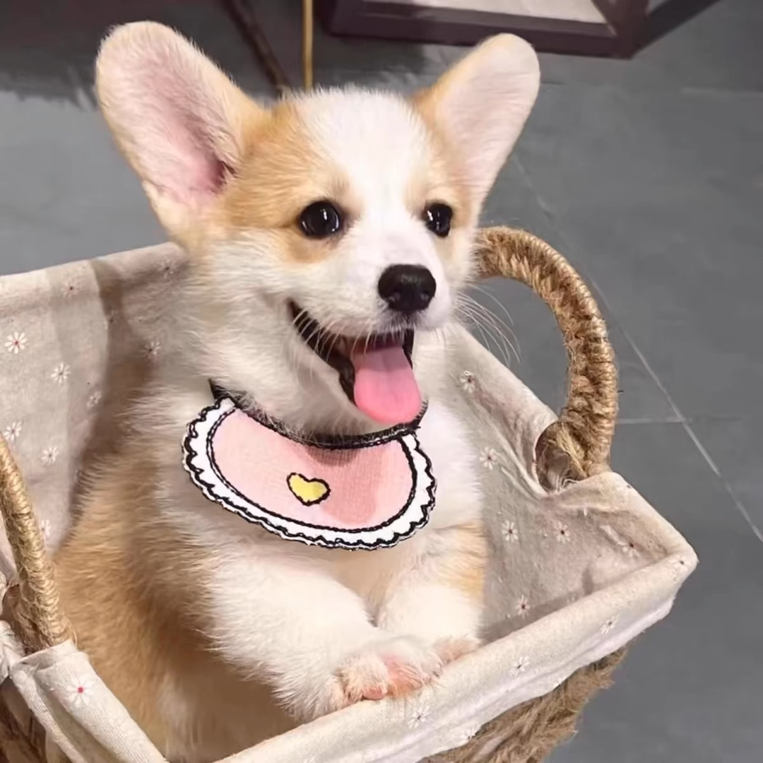 双色柯基犬❤️平台推荐