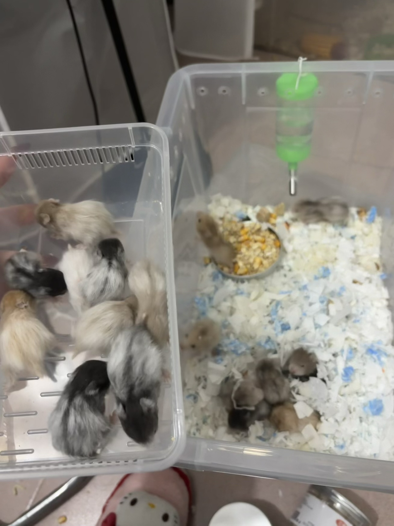 圆脸小黑波