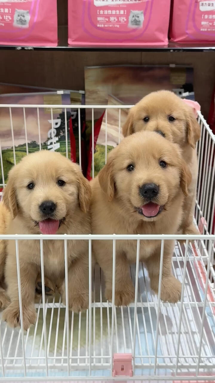 金毛幼犬，毛发柔软，活泼可爱，相伴家庭好伙伴