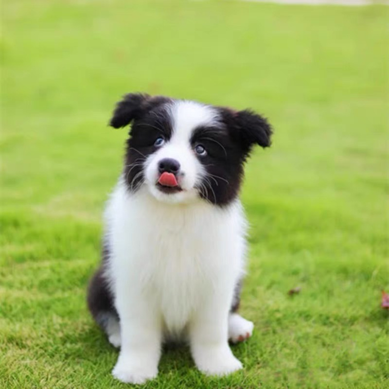 黑白相间边境牧羊犬,聪明活泼,绝佳宠物伴侣