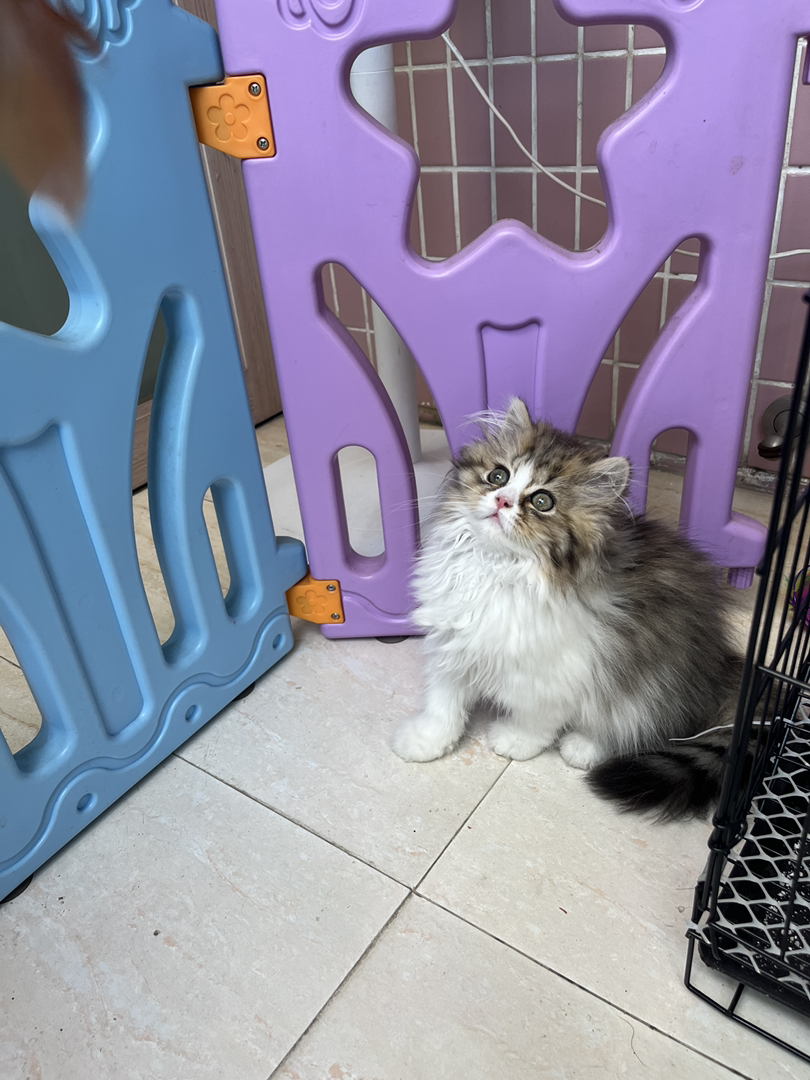 长毛金价白妹妹，颜值担当，毛量蓬松，玩逗猫棒超灵活
