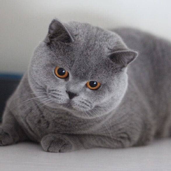 高端蓝猫淘气三千问