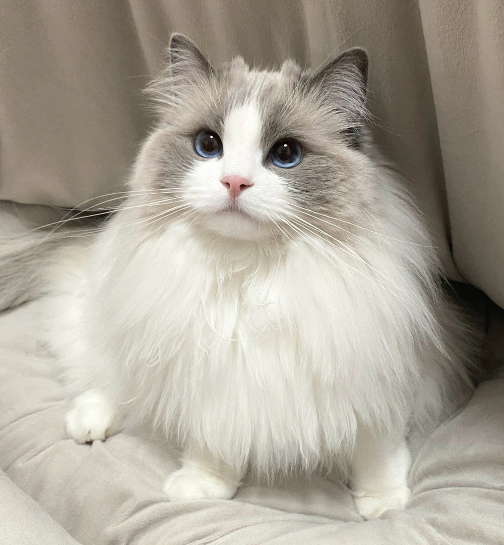 甜美系布偶猫❤️平台推荐