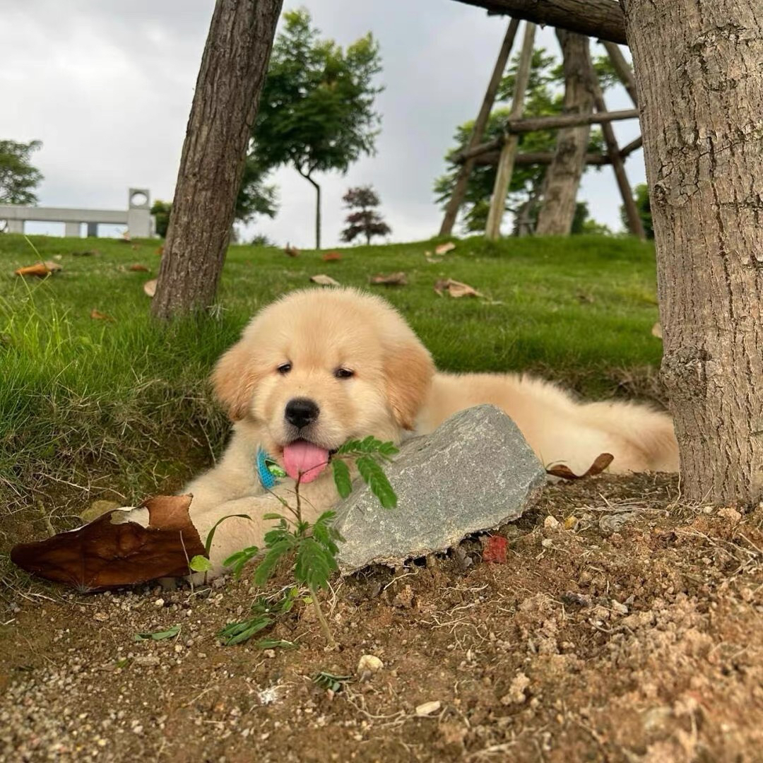 双血统带证书芯片金毛犬