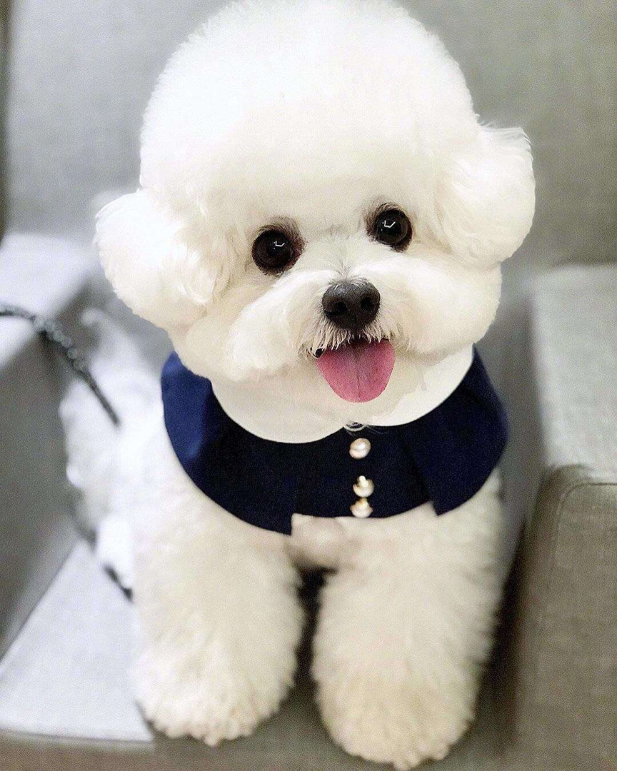 韩版高端比熊❤平台推荐