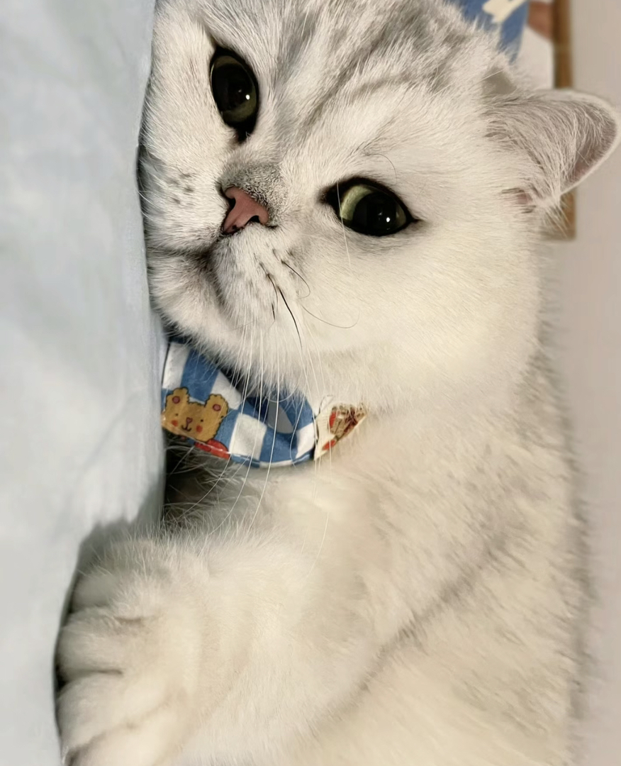 大胖脸银渐层猫咪找新家❤️高端品质
