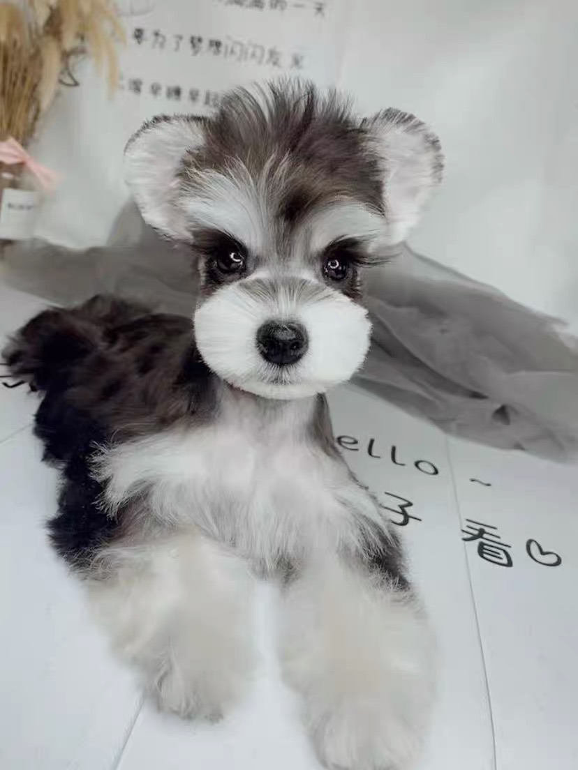 椒盐色雪纳瑞❤️黑银色雪纳瑞