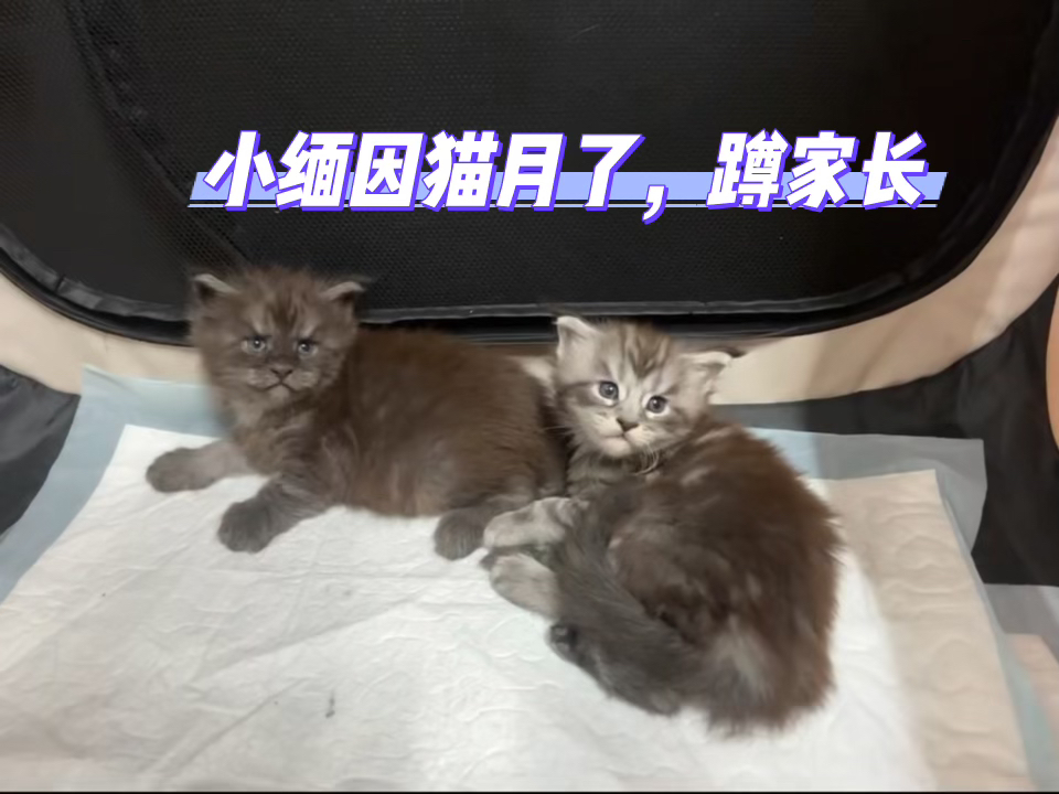 缅因猫幼崽，颜值高体型大，性格温顺，宠物首选
