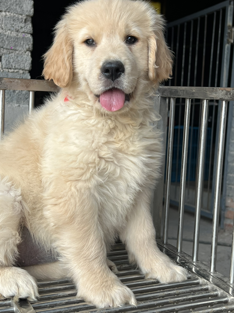 金毛寻回犬，性格温顺，可爱活泼。