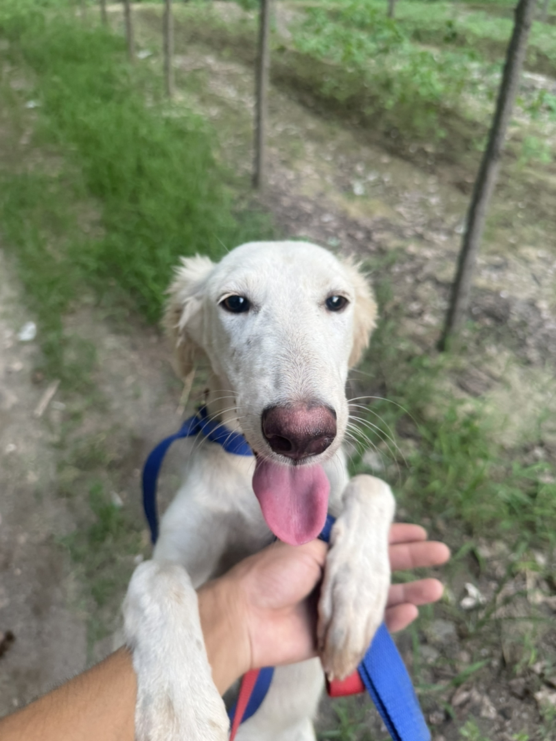山东细犬,6个月,疫苗齐全喜欢带走