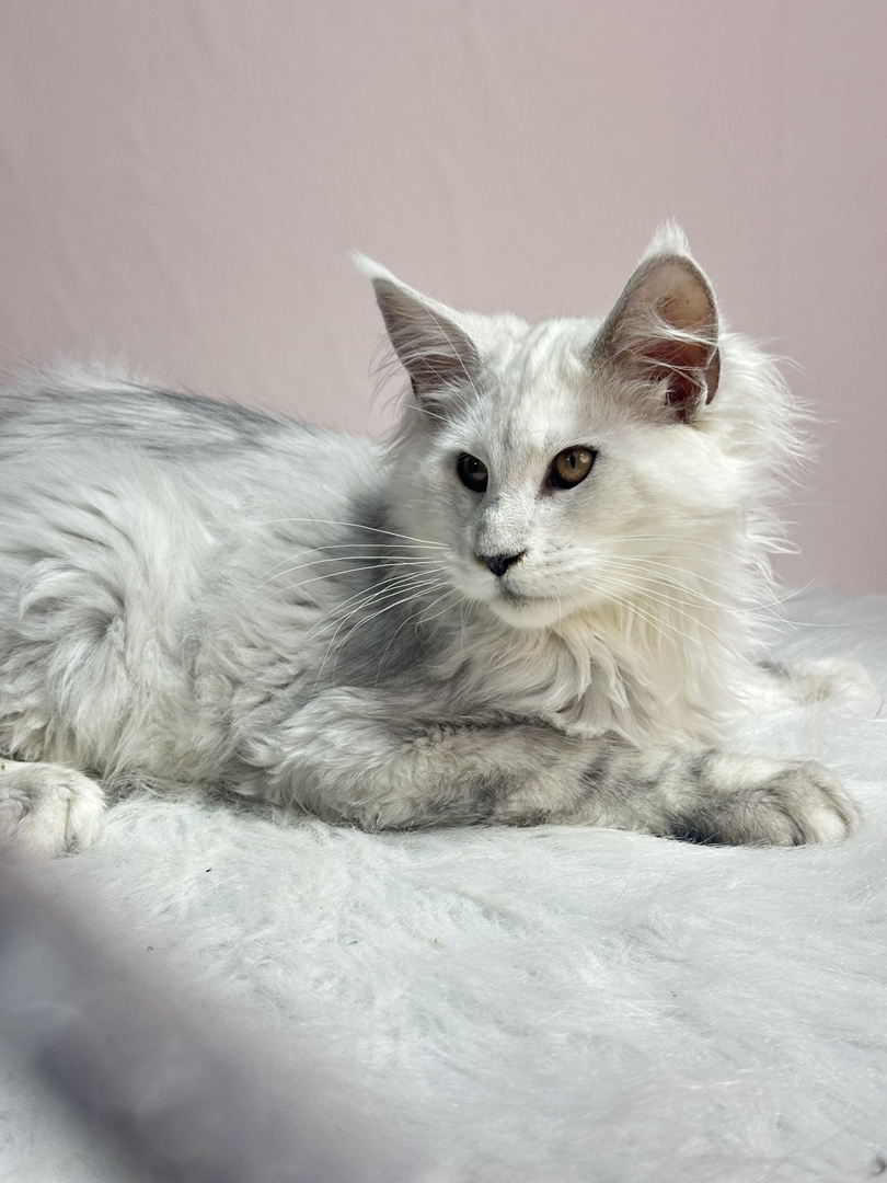 阴影色弟弟,四个月三针疫苗.