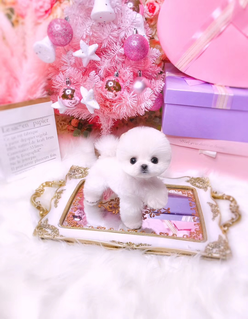 博美(俊介装)幼犬,雪白蓬松大眼呆萌,乖巧粘人,家庭陪伴佳选