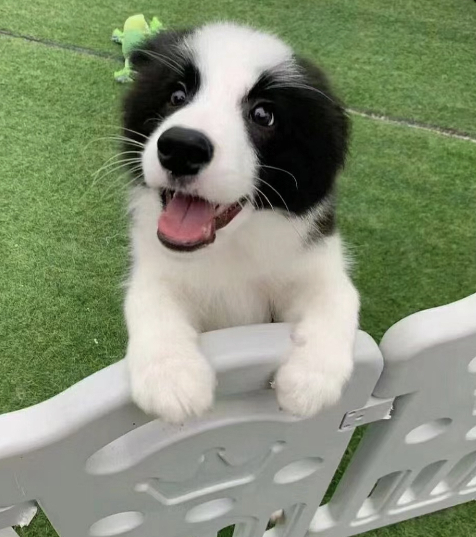 网红边境牧羊犬❤️平台推荐赛级边牧